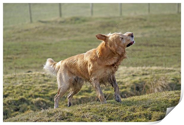 Wet Golden Retriever Shaking Print by James Taylor