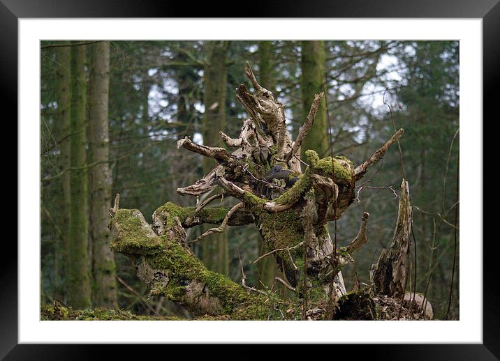 Upturned Tree Root Framed Mounted Print by James Taylor