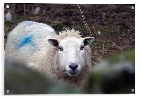 Lonley Sheep Acrylic by James Taylor