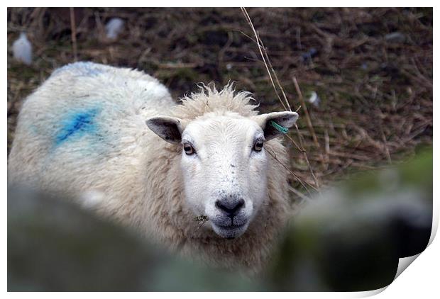 Lonley Sheep Print by James Taylor