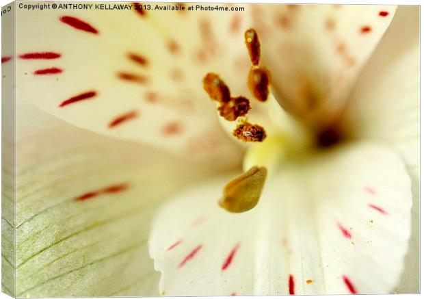 LILY Canvas Print by Anthony Kellaway