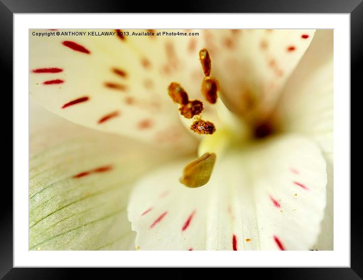 LILY Framed Mounted Print by Anthony Kellaway