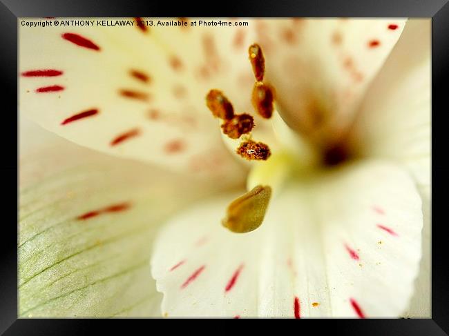LILY Framed Print by Anthony Kellaway