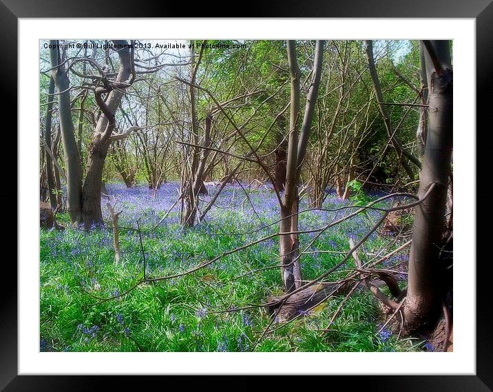 Blue Forest Floor Framed Mounted Print by Bill Lighterness