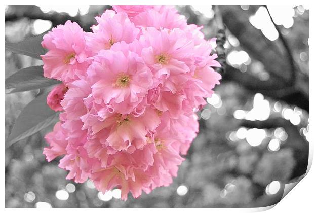 Cherry Blossom Print by Jason Moss