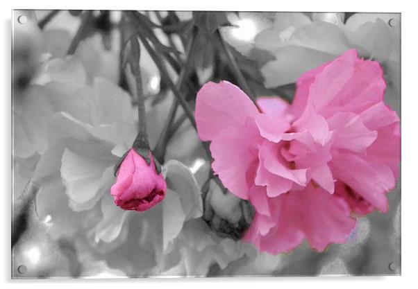 Cherry Blossom Acrylic by Jason Moss