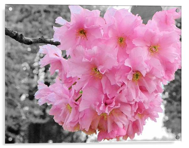 Cherry Blossom Acrylic by Jason Moss
