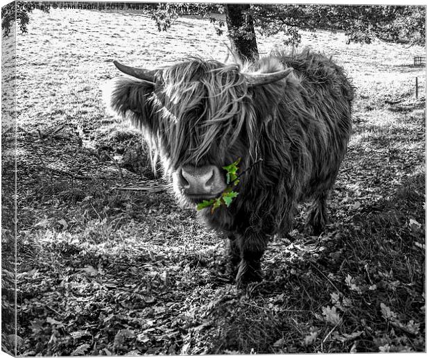 Hairy Highland Cow Canvas Print by John Hastings
