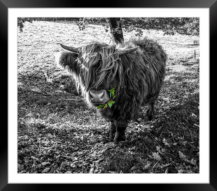 Hairy Highland Cow Framed Mounted Print by John Hastings