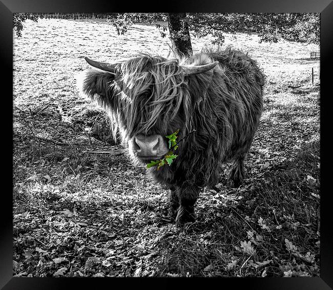 Hairy Highland Cow Framed Print by John Hastings