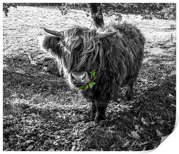 Hairy Highland Cow Print by John Hastings