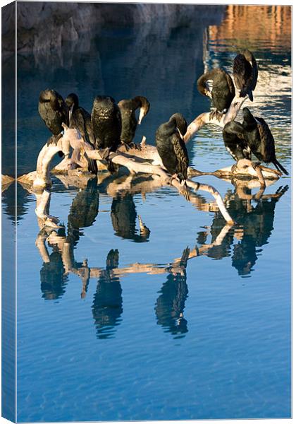 Cormorant reflections Canvas Print by Peter West