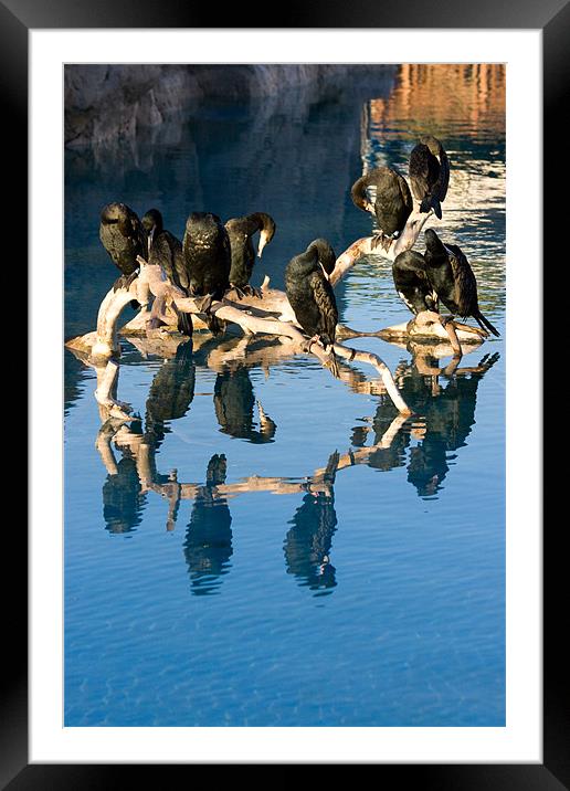 Cormorant reflections Framed Mounted Print by Peter West