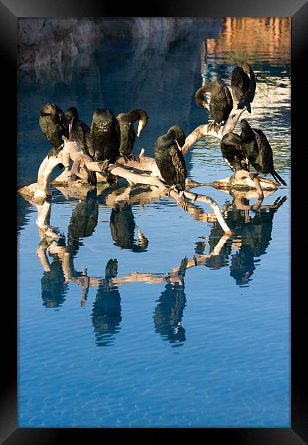 Cormorant reflections Framed Print by Peter West
