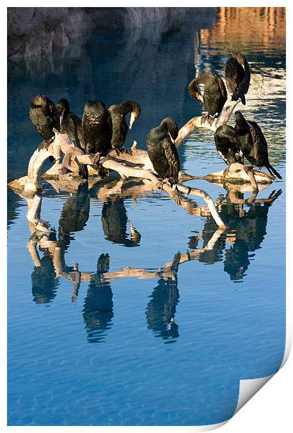 Cormorant reflections Print by Peter West