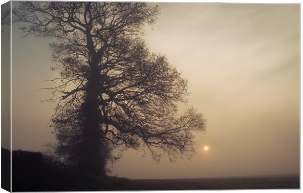 The Old Tree Canvas Print by Dawn Cox