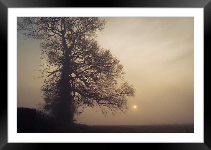 The Old Tree Framed Mounted Print by Dawn Cox