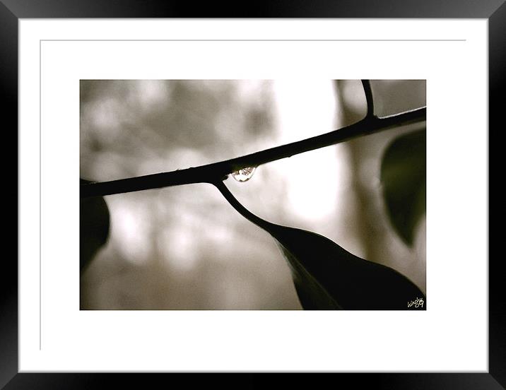 Winter Dew Framed Mounted Print by Paul Hinchcliffe