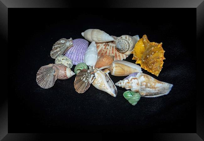 Sea Shells Framed Print by Judy Hall-Folde