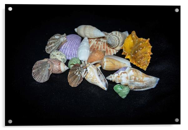 Sea Shells Acrylic by Judy Hall-Folde