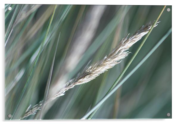 Marram Grass Acrylic by Kevin Murphy
