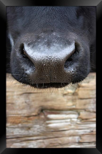 Nosey Cow Framed Print by zoe jenkins