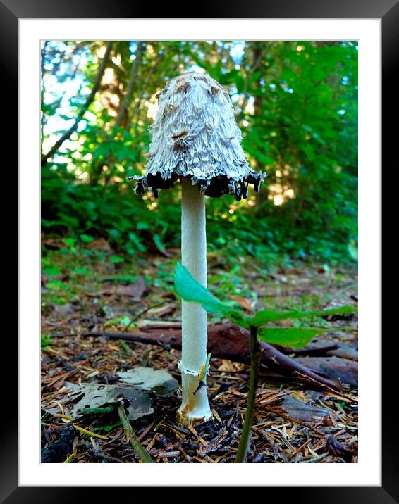Shaggy Mushroom Framed Mounted Print by M.L. Madsen