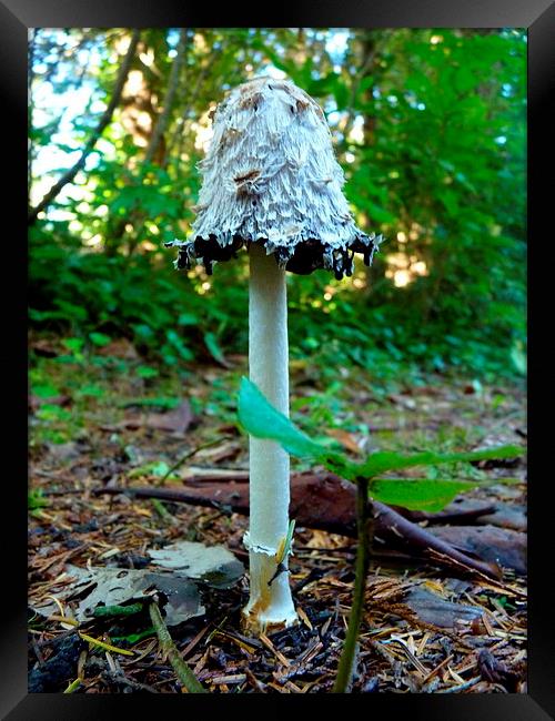 Shaggy Mushroom Framed Print by M.L. Madsen