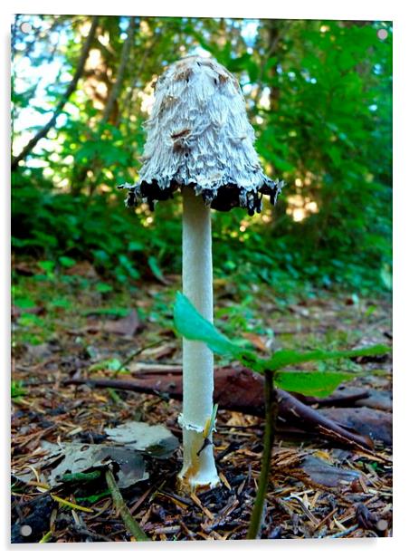 Shaggy Mushroom Acrylic by M.L. Madsen