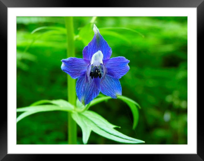 Blue Beauty Framed Mounted Print by M.L. Madsen
