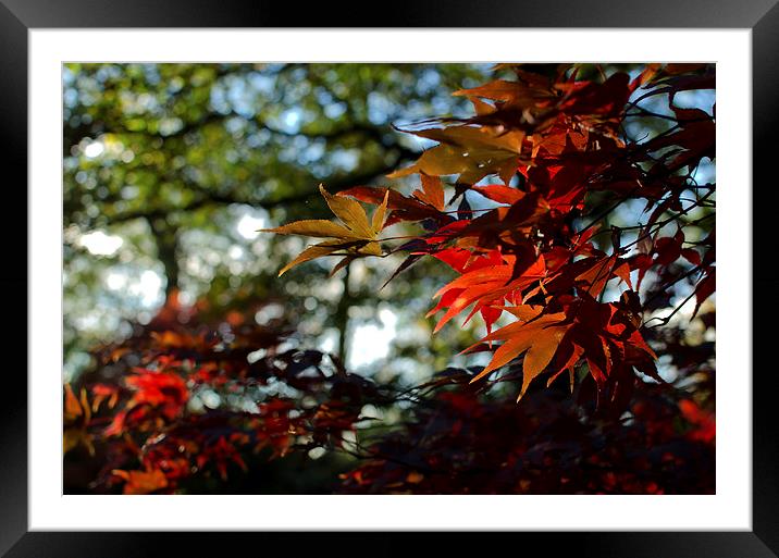 Autumn leaves Framed Mounted Print by Dan Ward