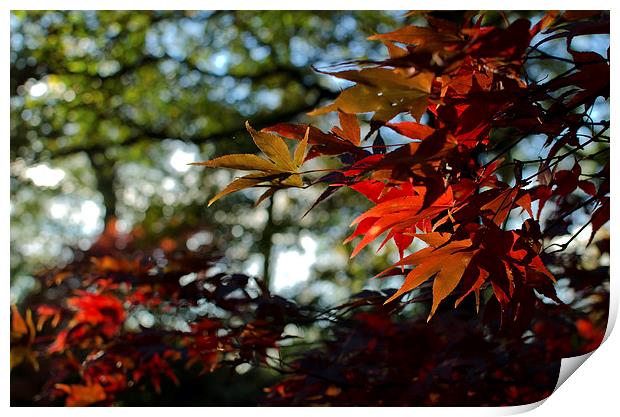 Autumn leaves Print by Dan Ward