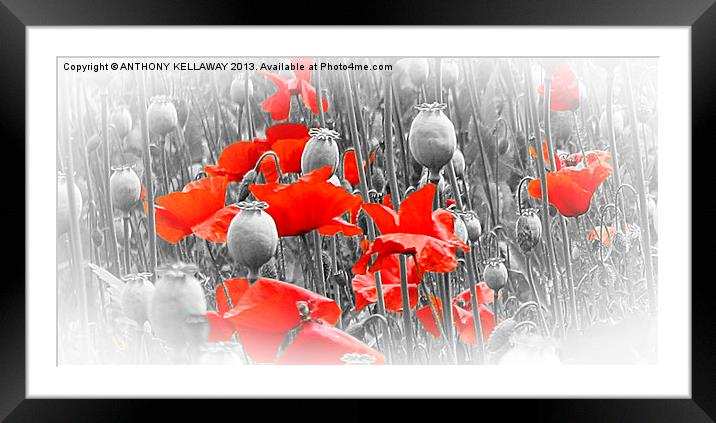 POPPIES AND PODS Framed Mounted Print by Anthony Kellaway