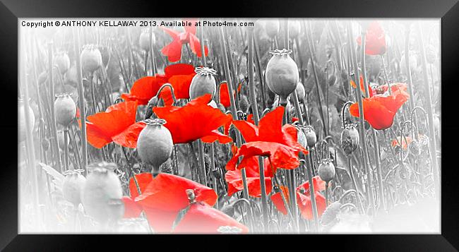 POPPIES AND PODS Framed Print by Anthony Kellaway