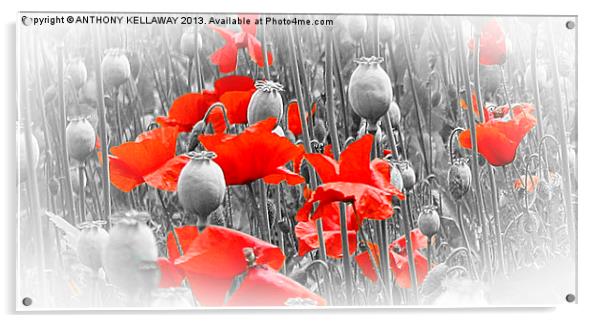 POPPIES AND PODS Acrylic by Anthony Kellaway