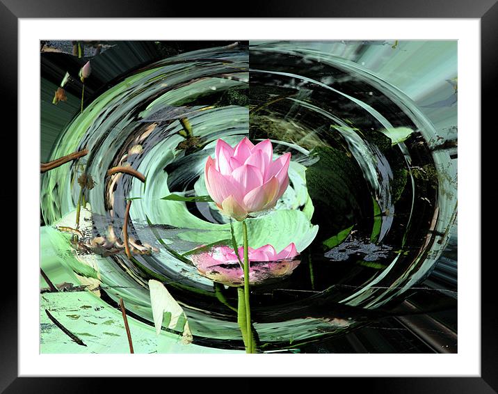 Lotus Framed Mounted Print by Susmita Mishra