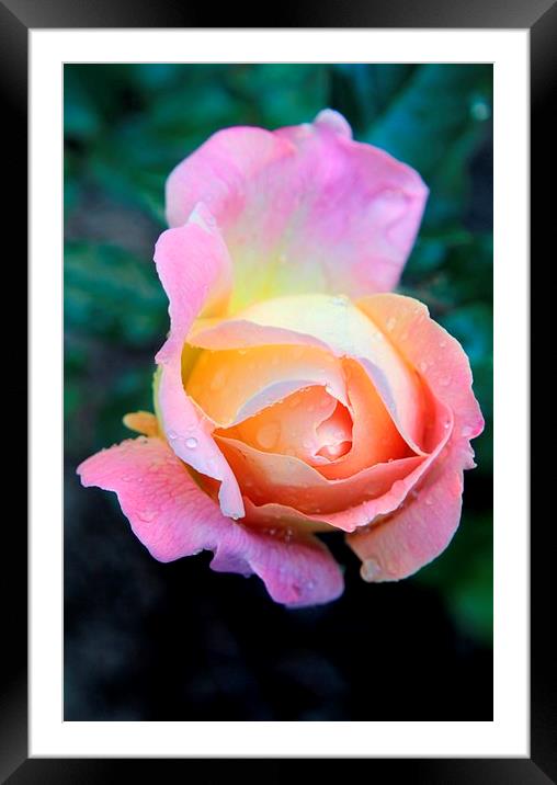 Beautiful Rose Framed Mounted Print by Luís Barriga