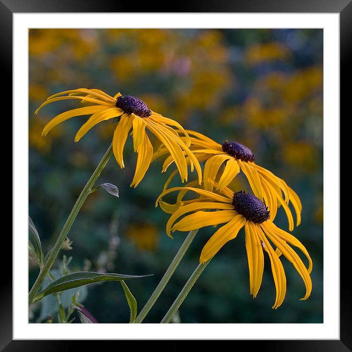 Yellow flowers Framed Mounted Print by James Mc Quarrie