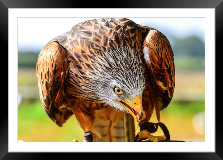 bird of prey red kite Framed Mounted Print by nick wastie