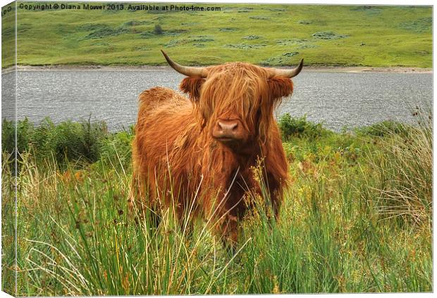 Highland Cow Loch Arklet, Scotland Canvas Print by Diana Mower