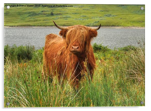 Highland Cow Loch Arklet, Scotland Acrylic by Diana Mower