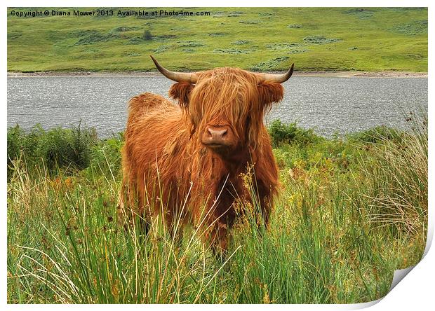 Highland Cow Loch Arklet, Scotland Print by Diana Mower