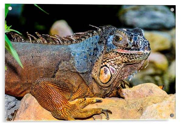 iguana lizard family Acrylic by nick wastie