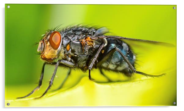 macro shot of common fly Acrylic by nick wastie