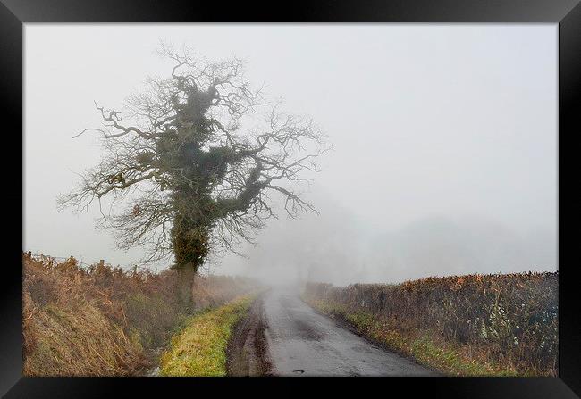 A Favourite Tree Framed Print by Mark  F Banks