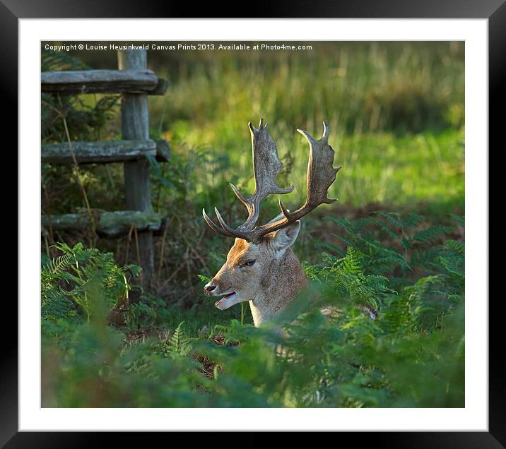 Fallow deer buck in rutting season Framed Mounted Print by Louise Heusinkveld