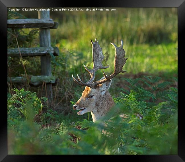 Fallow deer buck in rutting season Framed Print by Louise Heusinkveld