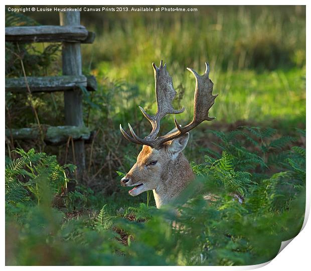 Fallow deer buck in rutting season Print by Louise Heusinkveld