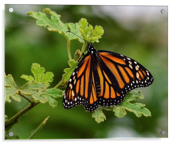 monarch butterfly macro shot Acrylic by nick wastie