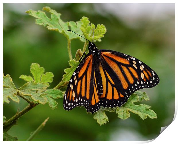 monarch butterfly macro shot Print by nick wastie